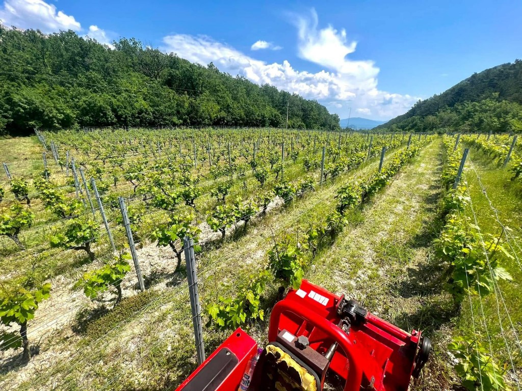 Vinogradi na padinama Omiške Dinare s pogledom na more