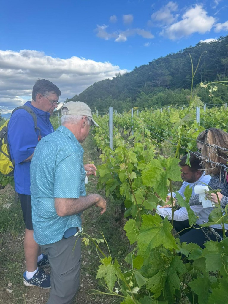 Gosti među vinovim trsovima na padinama Omiške Dinare
