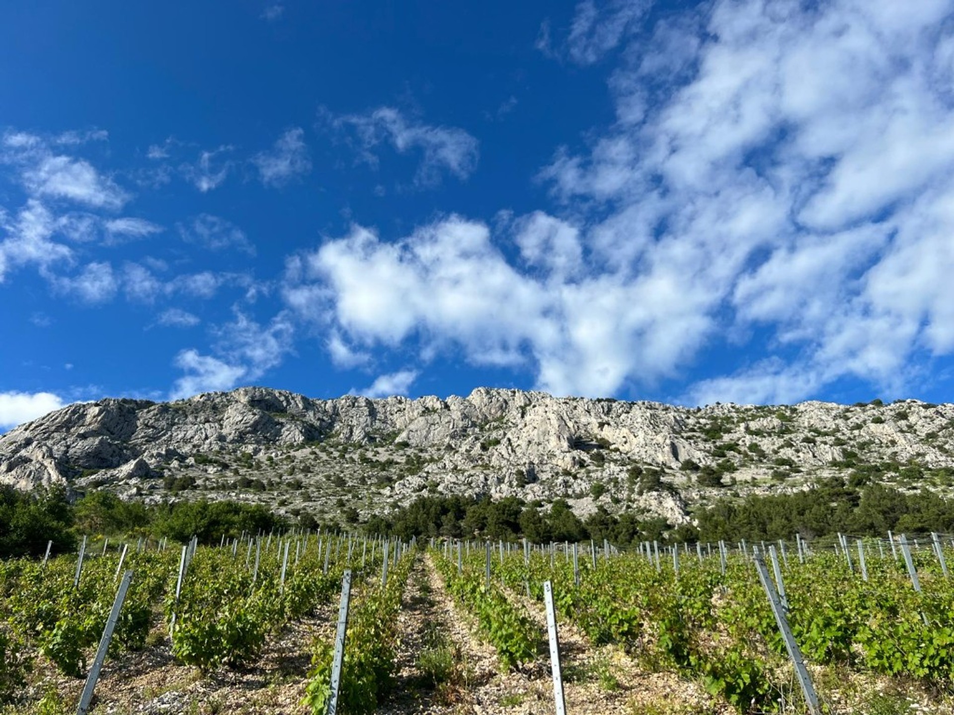 Strme padine vinograda Vinarije Mimica na Omiškoj Dinari